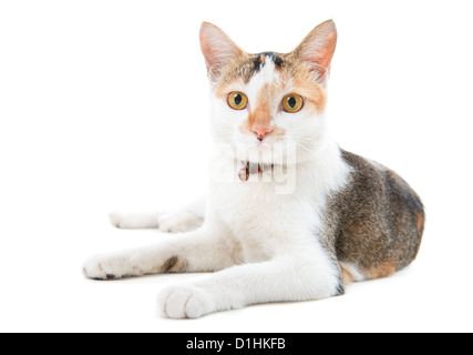 Ritratto malese pelo corto gatto seduto su sfondo bianco Foto Stock