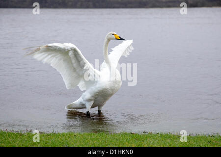 Castle Semple Visitor Center, Lochwinnoch, Renfrewshire, Scozia, Regno Unito, domenica 23 dicembre 2012. Un cigno di whooper che cerca di asciugarsi dopo la pioggia pesante e persistente al Castello di Semple Loch nel Clyde Muirshiel Regional Park Foto Stock