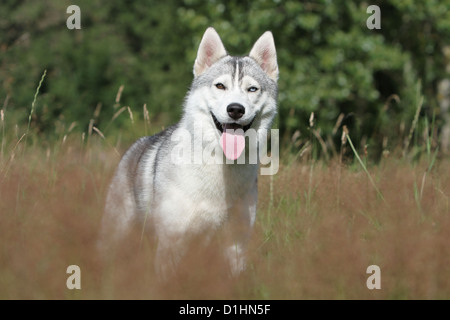 Cane Siberian Husky grigio e bianco giovane parete verticale occhi in piedi Foto Stock