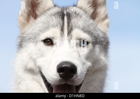 Cane Siberian Husky grigio e bianco giovane parete verticale degli occhi Foto Stock