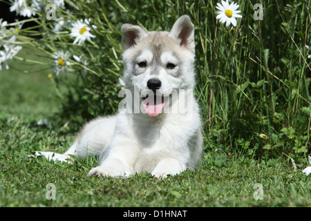 Cane Siberian Husky bianco e marrone di cucciolo sdraiato in erba Foto Stock