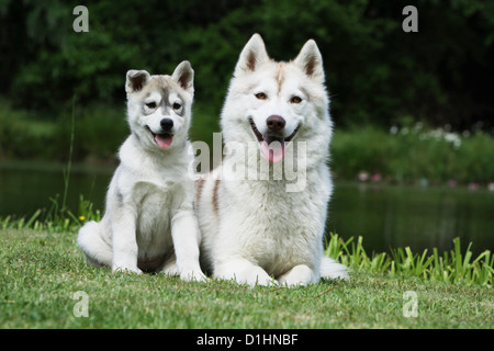 Cane Siberian Husky adulto e cucciolo sdraiati sull'erba Foto Stock