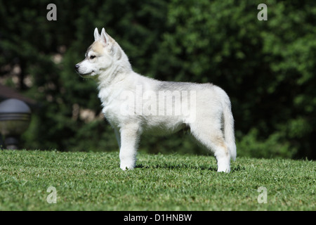 Cane Siberian Husky di bianco e grigio cucciolo in piedi in erba Foto Stock