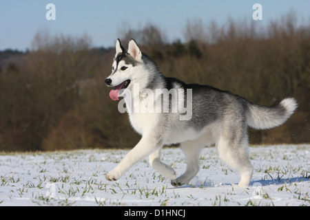 Cane Siberian Husky adulto bianco e nero a correre sulla neve Foto Stock