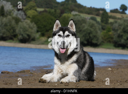 Cane Siberian Husky bianco e nero sdraiato sulla spiaggia di waterside Foto Stock