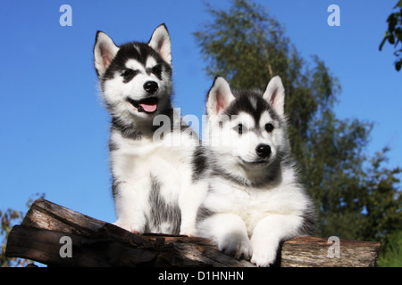 Cane Siberian Husky due cuccioli in bianco e nero su legno Foto Stock