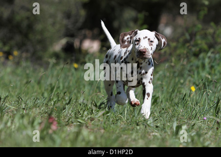 Cane dalmata Dalmatiner / / Dalmatien puppy in esecuzione in un prato Foto Stock