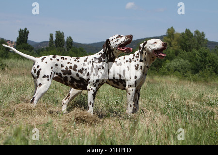 Cane dalmata Dalmatiner / / Dalmatien due adulti in piedi in un prato Foto Stock