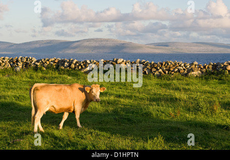 Una mucca in una messa a fuoco nitida in primo piano sull'erba verde. Un dolce sottofondo consiste di Galway Bay e il Burren in Irlanda. Foto Stock