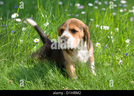 Cucciolo di Beagle in giardino Foto Stock