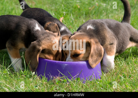 Beagle cuccioli in giardino Foto Stock