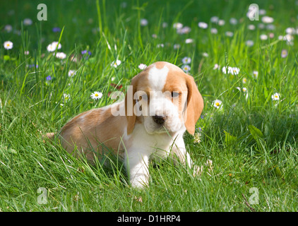 Cucciolo di Beagle in giardino Foto Stock