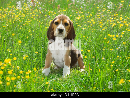 Outdoor Ritratto di giovane cucciolo Beagle in giardino Foto Stock