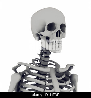 Lo scheletro isolati su sfondo bianco Foto Stock