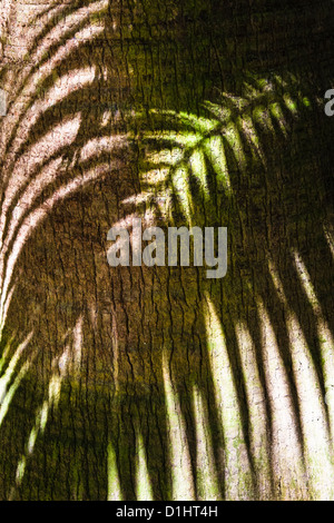 Ombra di palm frond sul tronco di albero di palma Foto Stock