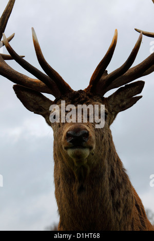 Europa occidentale il cervo rosso cervo ( Cervus Elaphus ) wollaton Park Nottingham Foto Stock