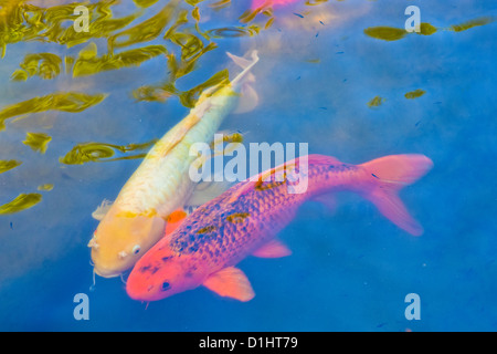 Una coppia di pesci koi nuoto insieme in stagno Foto Stock