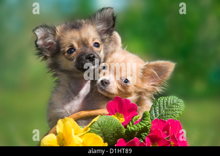 Piccoli cuccioli di chihuahua Foto Stock