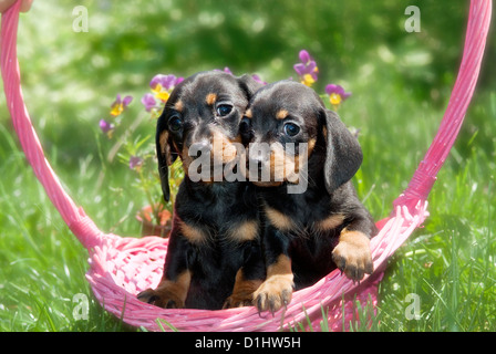 Outdoor Ritratto di giovane Wirehaired Bassotto cani in giardino Foto Stock