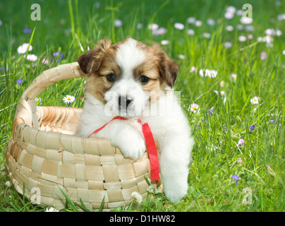 Outdoor ritratto della cute giovane cucciolo nel cestello Foto Stock