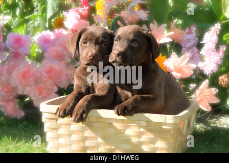 Il Labrador Retriever cani nel cestello Foto Stock