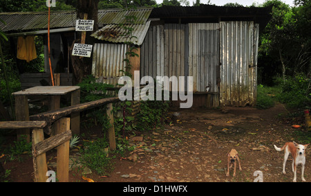 2 cani marrone in piedi anteriore del suolo " stagno shack' agriturismo, Sette sorelle Waterfall Trail, Grand Etang foresta, Grenada, West Indies Foto Stock