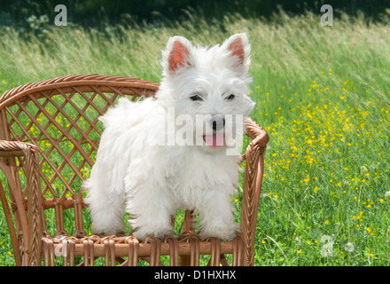 West Highland White Terrier cane in giardino Foto Stock