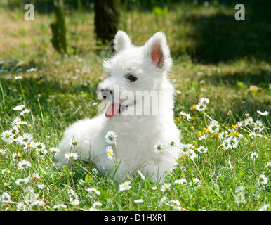 Outdoor ritratto di West Highland White Terrier cane in giardino Foto Stock