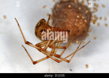 Femmina casa comune spider (Parasteatoda tepidariorum) con uovo sac e giovani. Foto Stock