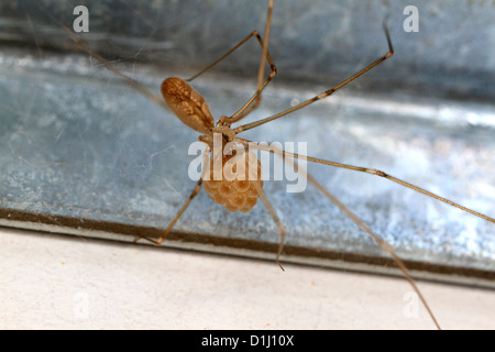 Cantina femmina spider con uovo sac (Pholcus phalangioides) Foto Stock