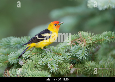 Western Tanager arroccato in Spruce uccelli songbird songbirds Ornitologia Scienza natura natura natura ambiente tanagers Foto Stock