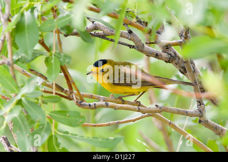 Wilson's Warbler perching in Willow Tree uccelli songbird songbirds Ornitologia Scienza natura natura natura ambiente Warblers Foto Stock