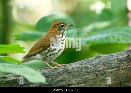 Wood Thrush uccelli songbird songbirds Ornithology Scienza natura natura natura natura ambiente thrushes Foto Stock