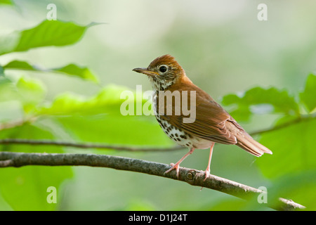 Wood Thrush uccelli songbird songbirds Ornithology Scienza natura natura natura natura ambiente thrushes Foto Stock