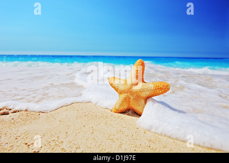 Starfish su una spiaggia con il cielo limpido e wave, Grecia Foto Stock