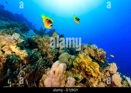 Una coppia di Clownfish nuotare in una tropical Coral reef Foto Stock