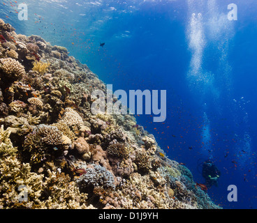 Un subacqueo nuota accanto a un corallo duro cresta su una scogliera tropicale Foto Stock