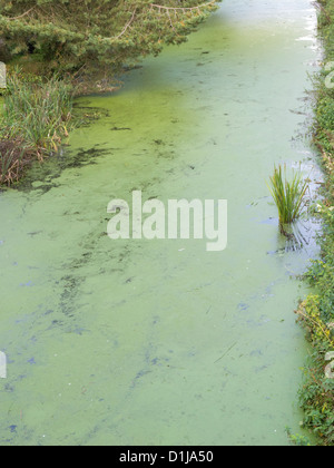Canal ricoperte da alghe Foto Stock