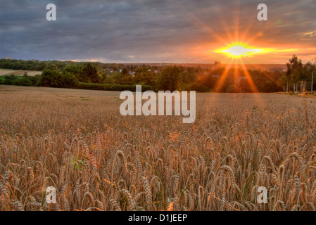 Tramonto su Cornfield, Bonn, Germania Foto Stock