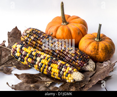 La zucca è una zucca-come squash del genere Cucurbita e la famiglia delle Cucurbitacee (che include anche zucche) Foto Stock