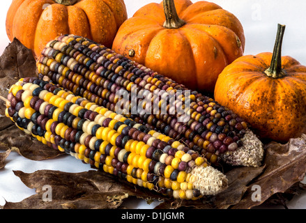 La zucca è una zucca-come squash del genere Cucurbita e la famiglia delle Cucurbitacee (che include anche zucche) Foto Stock