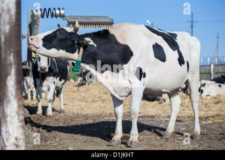 Mucca graffi la sua testa mentre avente un periodo di riposo in un agriturismo Foto Stock