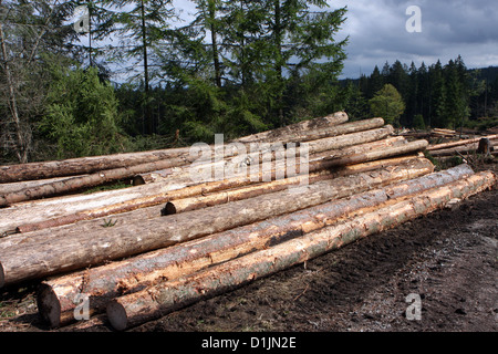 Alberi abbattuti nella foresta,stumpage, legname raccolto, foresta di raccolta Foto Stock