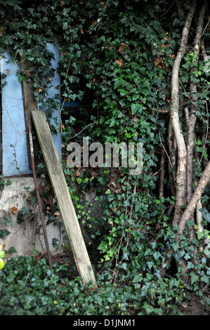 Giardino ancora vita con edera comune che sale un vecchio albero e che copre un capannone da giardino Foto Stock