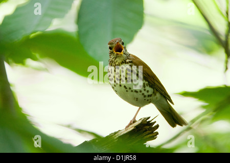 Wood Thrush canto uccelli uccello songbird songbirds Ornitologia Scienza natura natura natura ambiente thrushes Foto Stock