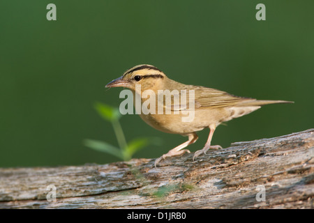 Verme-eating Warbler uccelli songbird songbirds Ornitologia Scienza natura natura natura ambiente Warblers Foto Stock