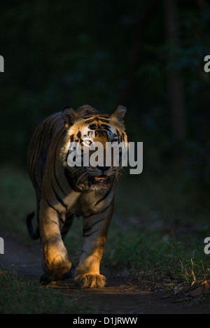 Maschio adulto tigre del Bengala (Panthera tigris) camminando su un veicolo pezzata via nel Parco Nazionale di Kanha, India. Foto Stock