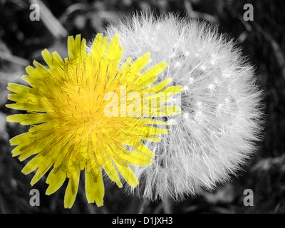 Due denti di leoni in differenti aspetti messi insieme in una sola immagine Foto Stock