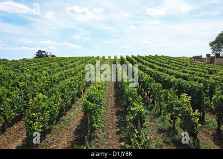 Francia, Gironde, Saint-Emilion, vigneti di Bordeaux Foto Stock