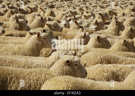 Penned fino gregge di pecore in Nuova Zelanda Foto Stock